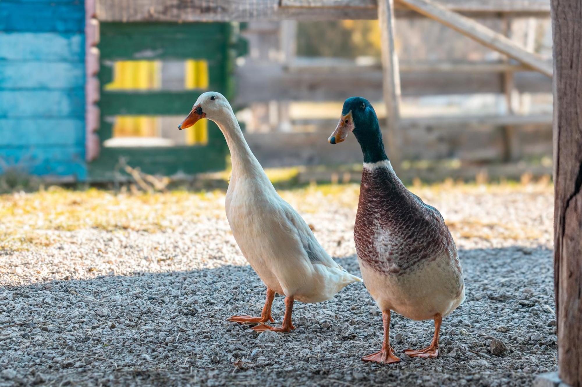 Гостьовий будинок Ranch At Geta Razgorce Екстер'єр фото