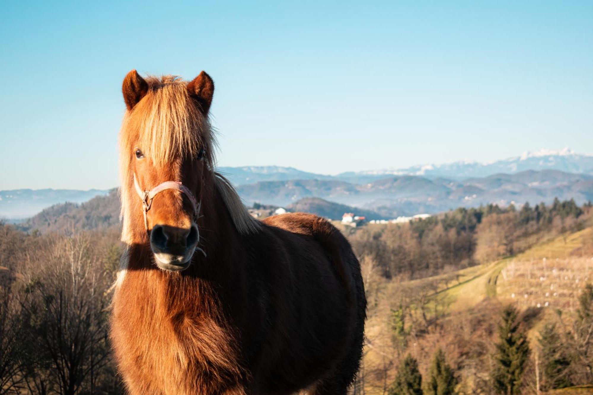 Гостьовий будинок Ranch At Geta Razgorce Екстер'єр фото