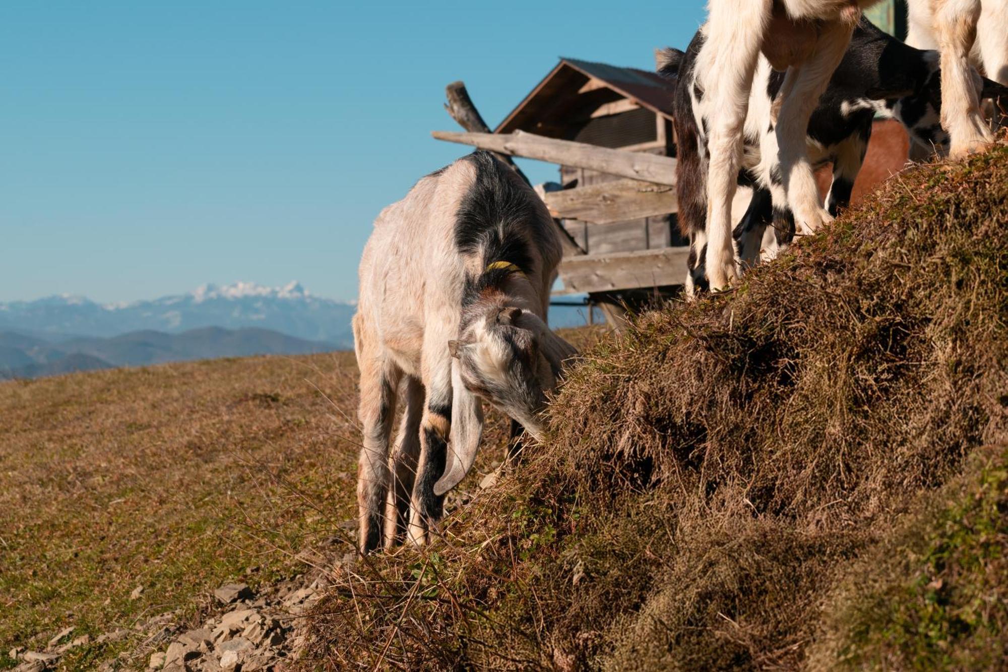 Гостьовий будинок Ranch At Geta Razgorce Екстер'єр фото