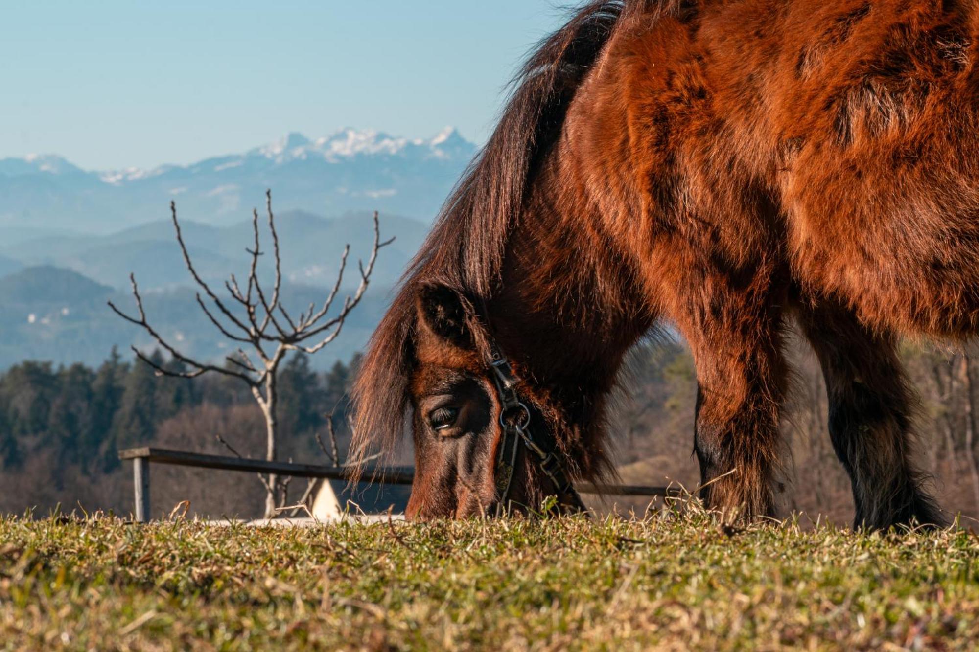 Гостьовий будинок Ranch At Geta Razgorce Екстер'єр фото